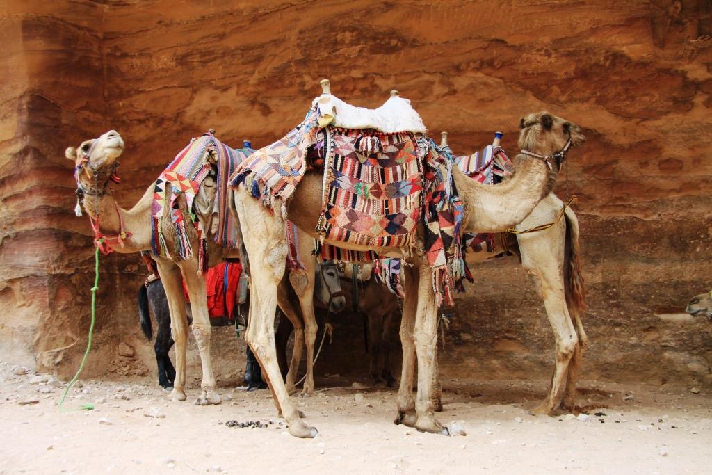 La Jordanie, Petra et le désert du Wadi Rum... 005