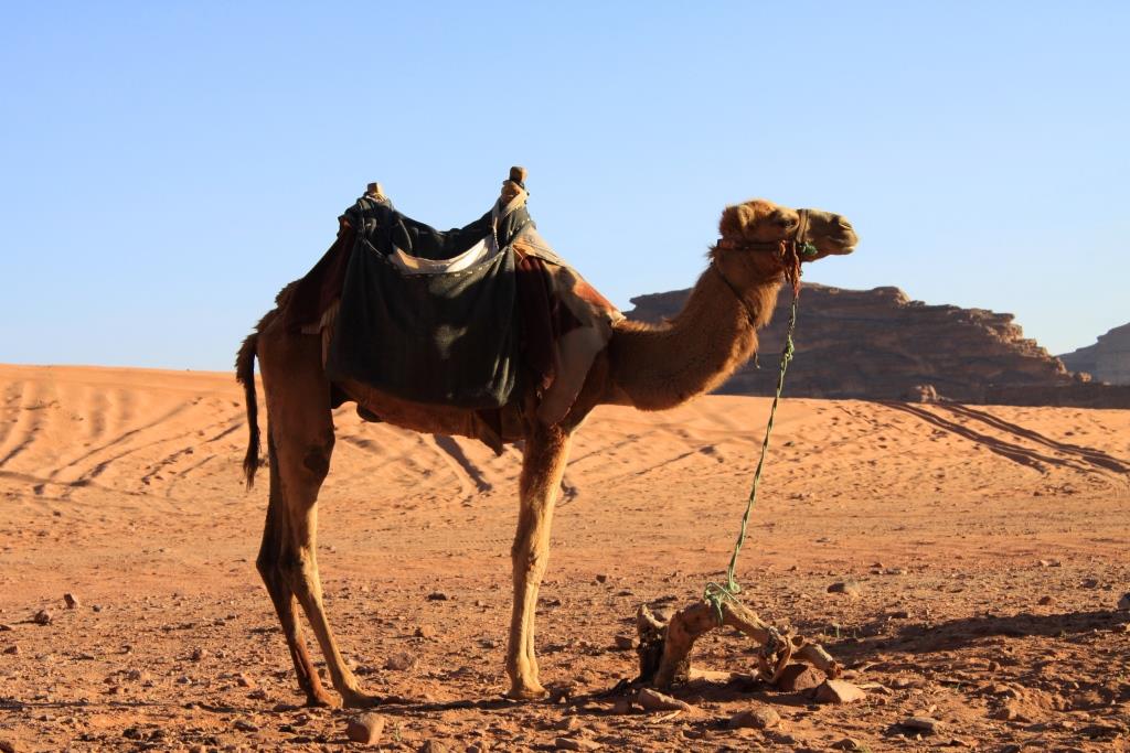 La Jordanie, Petra et le désert du Wadi Rum... 018