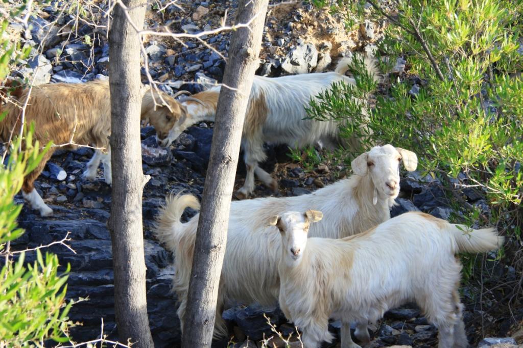 Le sultanat d'Oman 009