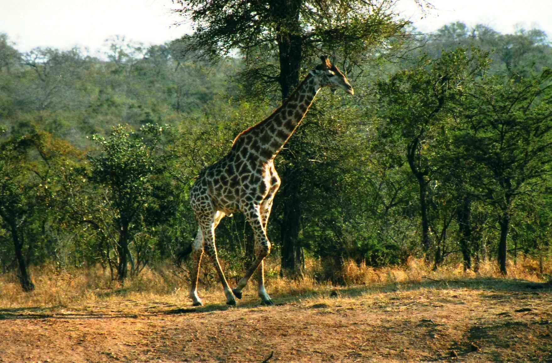 Safari photo en Afrique du Sud 001