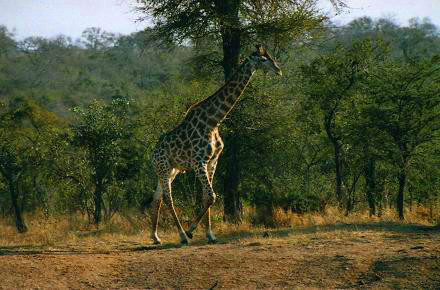 Safari photo en Afrique du Sud 1