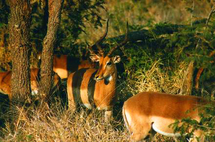Safari photo en Afrique du Sud 2