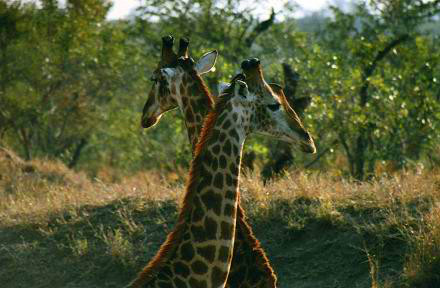 Safari photo en Afrique du Sud 4