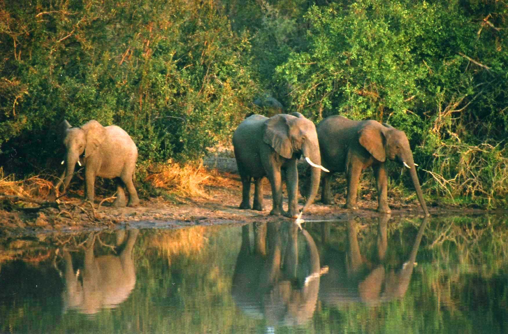 Safari photo en Afrique du Sud 009