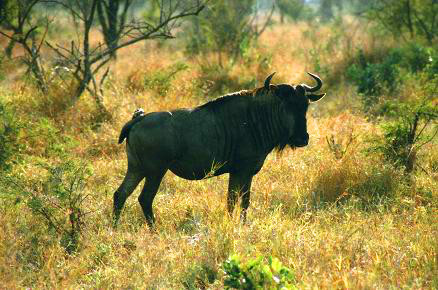 Safari photo en Afrique du Sud 10