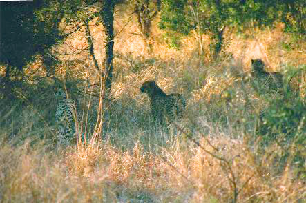 Safari photo en Afrique du Sud 11