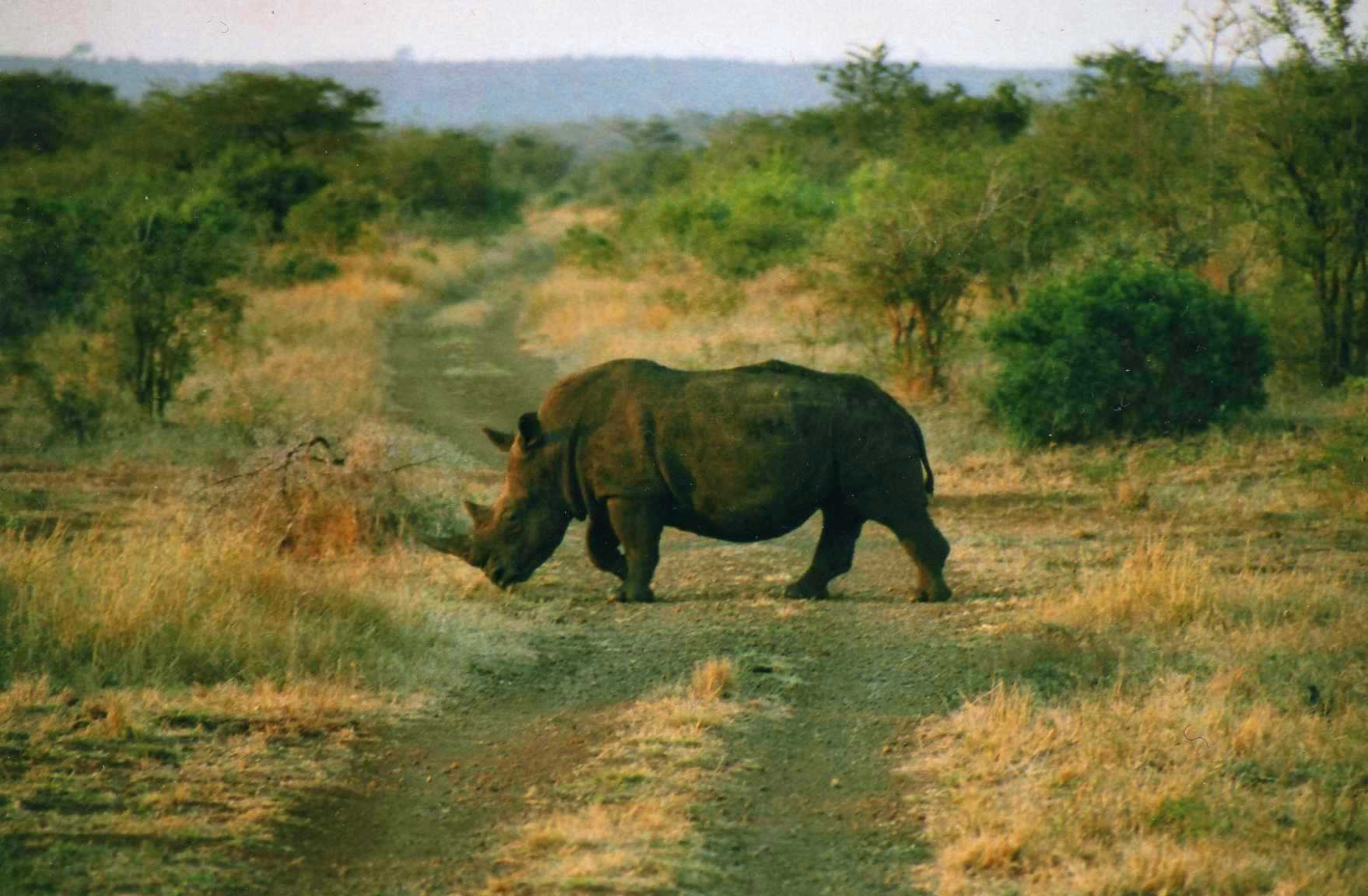 Safari photo en Afrique du Sud 012