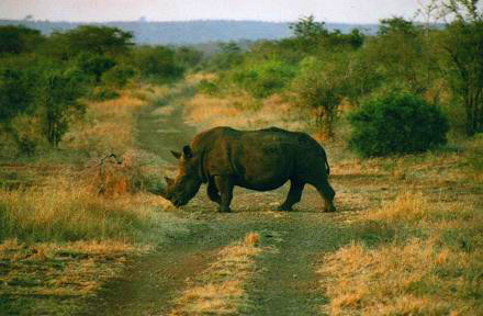 Safari photo en Afrique du Sud 12