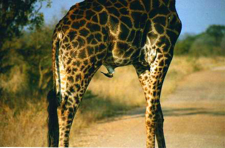 Safari photo en Afrique du Sud 14